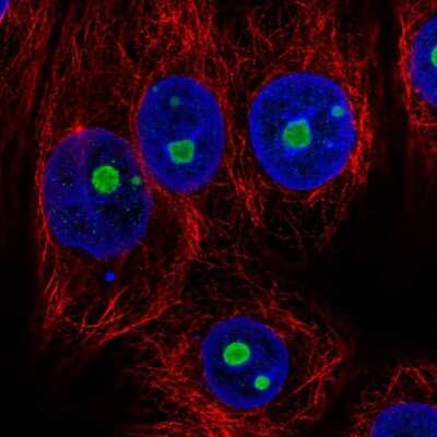 Immunocytochemistry/ Immunofluorescence: NOC2L Antibody [NBP2-56871]