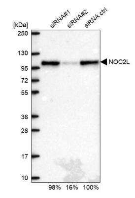 Western Blot: NOC2L Antibody [NBP1-92190]