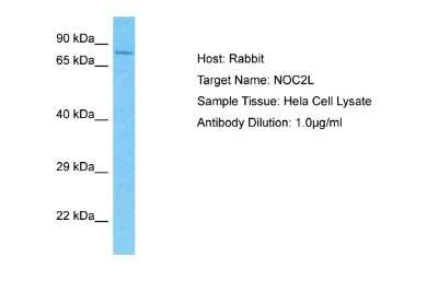 Western Blot: NOC2L Antibody [NBP2-85388]