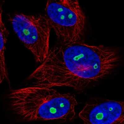 Immunocytochemistry/ Immunofluorescence: NOC3L Antibody [NBP2-55900]