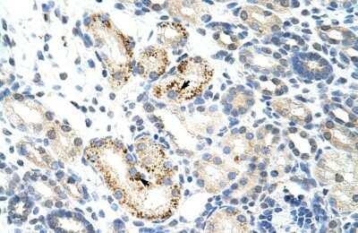Immunohistochemistry-Paraffin: NOC4L Antibody [NBP1-80464]