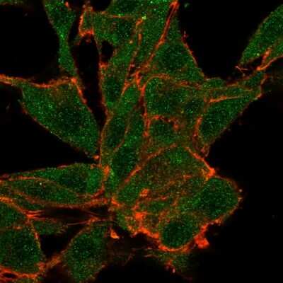 Immunocytochemistry/ Immunofluorescence: NOC4L Antibody (PCRP-NOC4L-1B2) [NBP3-13798]