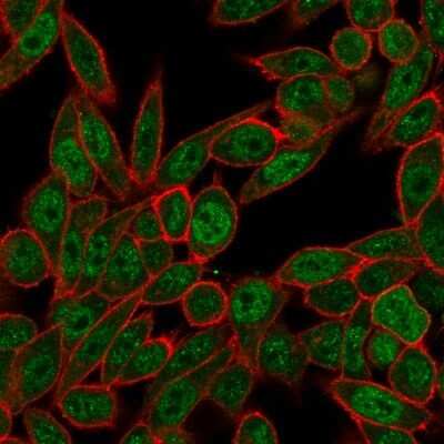 Immunocytochemistry/ Immunofluorescence: NOC4L Antibody (PCRP-NOC4L-1E3) - Azide and BSA Free [NBP3-08308]