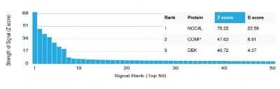 Protein Array: NOC4L Antibody (PCRP-NOC4L-1E3) [NBP3-07362]