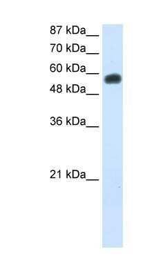 Western Blot: NOC4L Antibody [NBP1-80464]