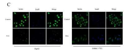 Immunocytochemistry/ Immunofluorescence: NOD1 Antibody [NB100-56152]