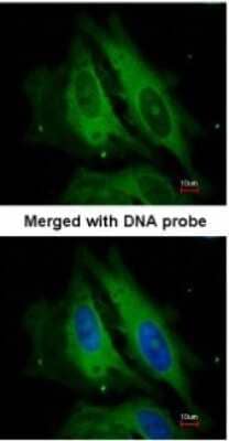 Immunocytochemistry/ Immunofluorescence: NOD1 Antibody [NBP1-31349]