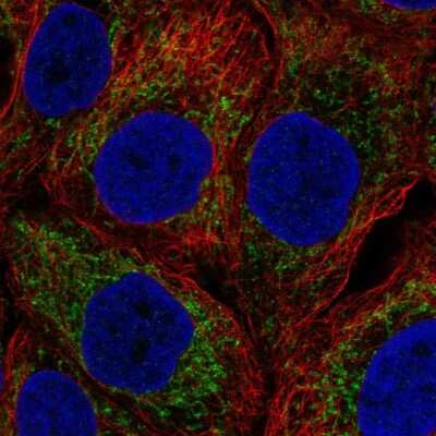 Immunocytochemistry/ Immunofluorescence: NOD1 Antibody [NBP2-57631]