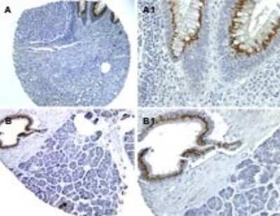 Immunohistochemistry-Paraffin: NOD1 Antibody [NB100-56152]