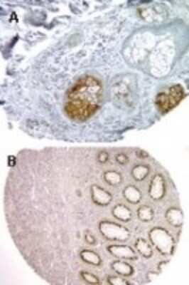 Immunohistochemistry-Paraffin: NOD1 Antibody [NB100-56152]