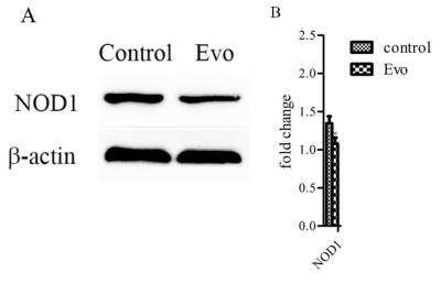 Western Blot: NOD1 Antibody [NB100-56152]