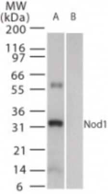 Western Blot: NOD1 Antibody [NB100-56878]