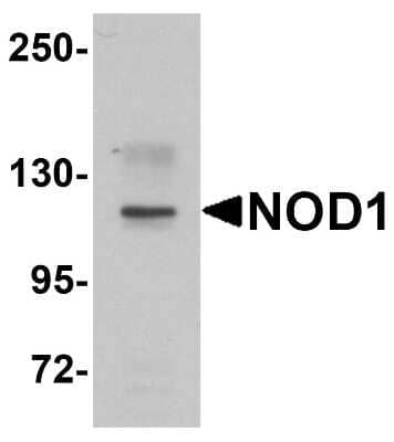 Western Blot: NOD1 AntibodyBSA Free [NBP1-76286]