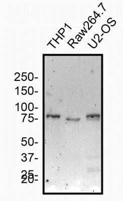 Western Blot: NOD2 Antibody (2D9)Azide and BSA Free [NBP2-80883]