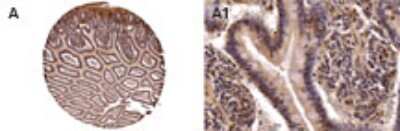 Immunohistochemistry-Paraffin: NOD2 Antibody [NBP2-27328]