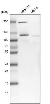 Western Blot: NOL1 Antibody [NBP1-92192]