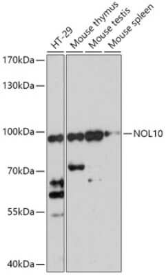 Western Blot: NOL10 AntibodyAzide and BSA Free [NBP2-94394]