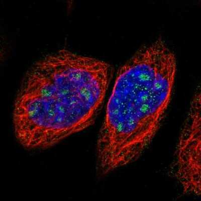 Immunocytochemistry/ Immunofluorescence: NOL11 Antibody [NBP1-90522]