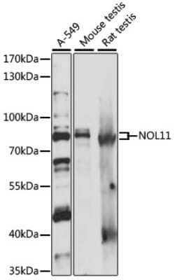 Western Blot: NOL11 AntibodyAzide and BSA Free [NBP2-94742]