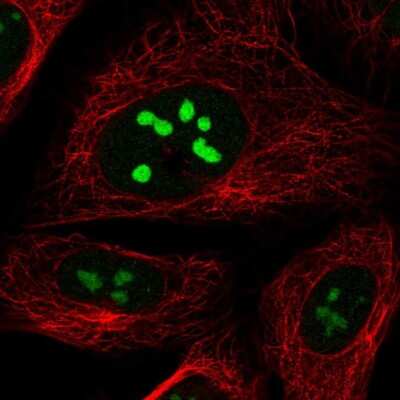 Immunocytochemistry/ Immunofluorescence: NOL12 Antibody [NBP1-86155]