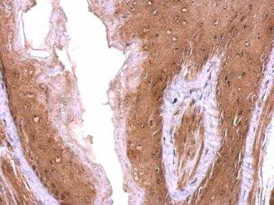 Immunohistochemistry-Paraffin: NOL12 Antibody [NBP2-19560]