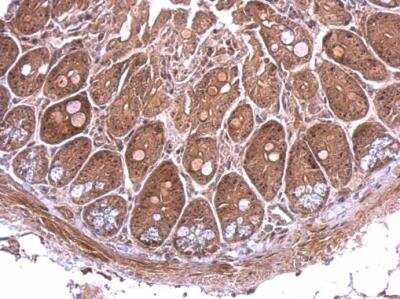 Immunohistochemistry-Paraffin: NOL12 Antibody [NBP2-19560]