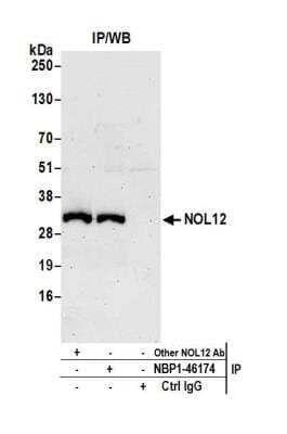 Immunoprecipitation: NOL12 Antibody [NBP1-46174]