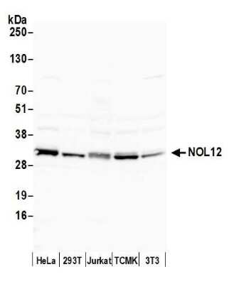 Western Blot: NOL12 Antibody [NBP1-46174]