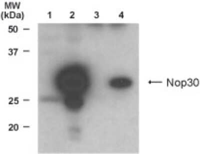 Western Blot: ARC/NOL3 AntibodyBSA Free [NB500-257]