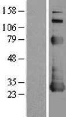 Western Blot: ARC/NOL3 Overexpression Lysate [NBL1-13710]