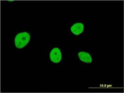 Immunocytochemistry/ Immunofluorescence: NOL4 Antibody (2A10) [H00008715-M01]