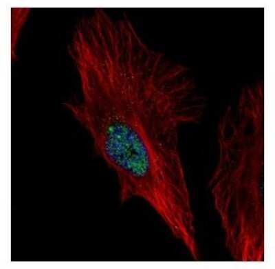 Immunocytochemistry/ Immunofluorescence: NOL6 Antibody [NBP2-19562]