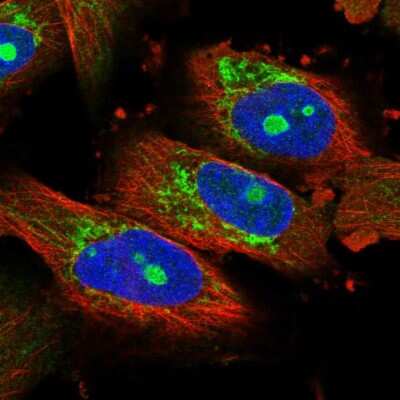 Immunocytochemistry/ Immunofluorescence: NOL7 Antibody [NBP1-86736]