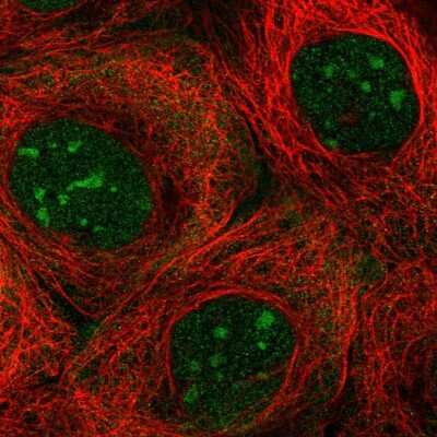 Immunocytochemistry/ Immunofluorescence: NOL7 Antibody [NBP2-56120]