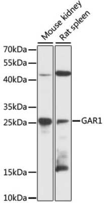 Western Blot: NOLA1 AntibodyAzide and BSA Free [NBP2-93225]