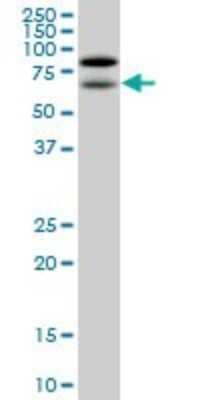 Western Blot: NOLC1 Antibody (3F8) [H00009221-M01]