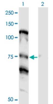 Western Blot: NOLC1 Antibody (3F8) [H00009221-M01]