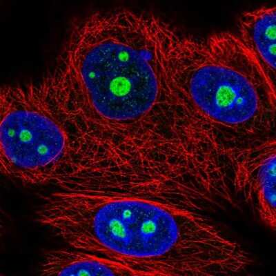 Immunocytochemistry/ Immunofluorescence: NOM1 Antibody [NBP2-47352]