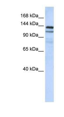 Western Blot: NOMO1 Antibody [NBP1-79566]