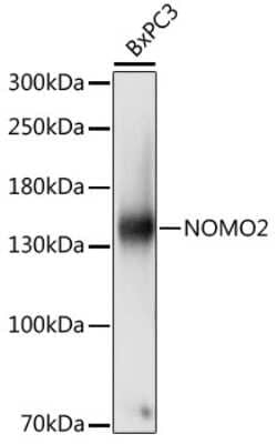 Western Blot: NOMO2 AntibodyAzide and BSA Free [NBP2-94729]