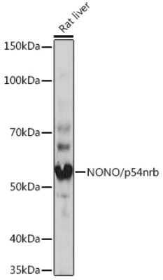 Western Blot: NONO Antibody (0V0N8) [NBP3-16276]