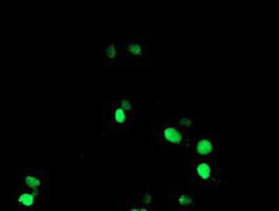 Immunocytochemistry/ Immunofluorescence: NONO Antibody (OTI4D9) [NBP2-02060]