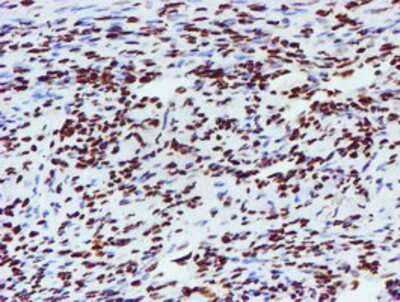 Immunohistochemistry-Paraffin: NONO Antibody (OTI4D9) [NBP2-02060]