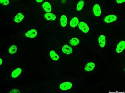 Immunocytochemistry: NONO Antibody [NB100-1556]