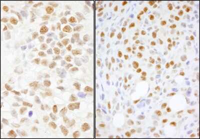 Immunohistochemistry-Paraffin: NONO Antibody [NB100-1556]