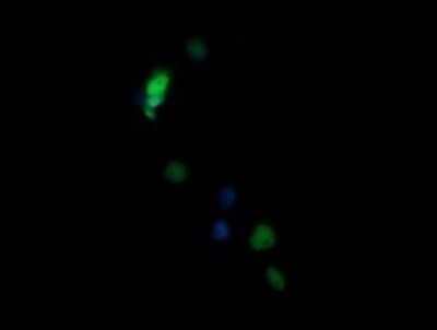 Immunocytochemistry/ Immunofluorescence: NONO Antibody (OTI3F8) - Azide and BSA Free [NBP2-73033]