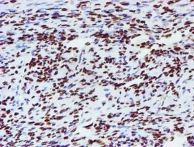 Immunohistochemistry: NONO Antibody (OTI4D9) - Azide and BSA Free [NBP2-73034]