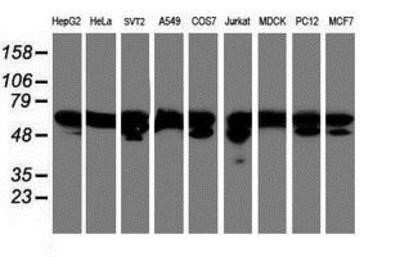 Western Blot: NONO Antibody (OTI4D9)Azide and BSA Free [NBP2-73034]