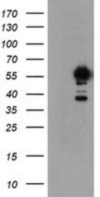 Western Blot: NONO Antibody (OTI4D9)Azide and BSA Free [NBP2-73034]