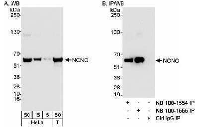 Western Blot: NONO Antibody [NB100-1556]